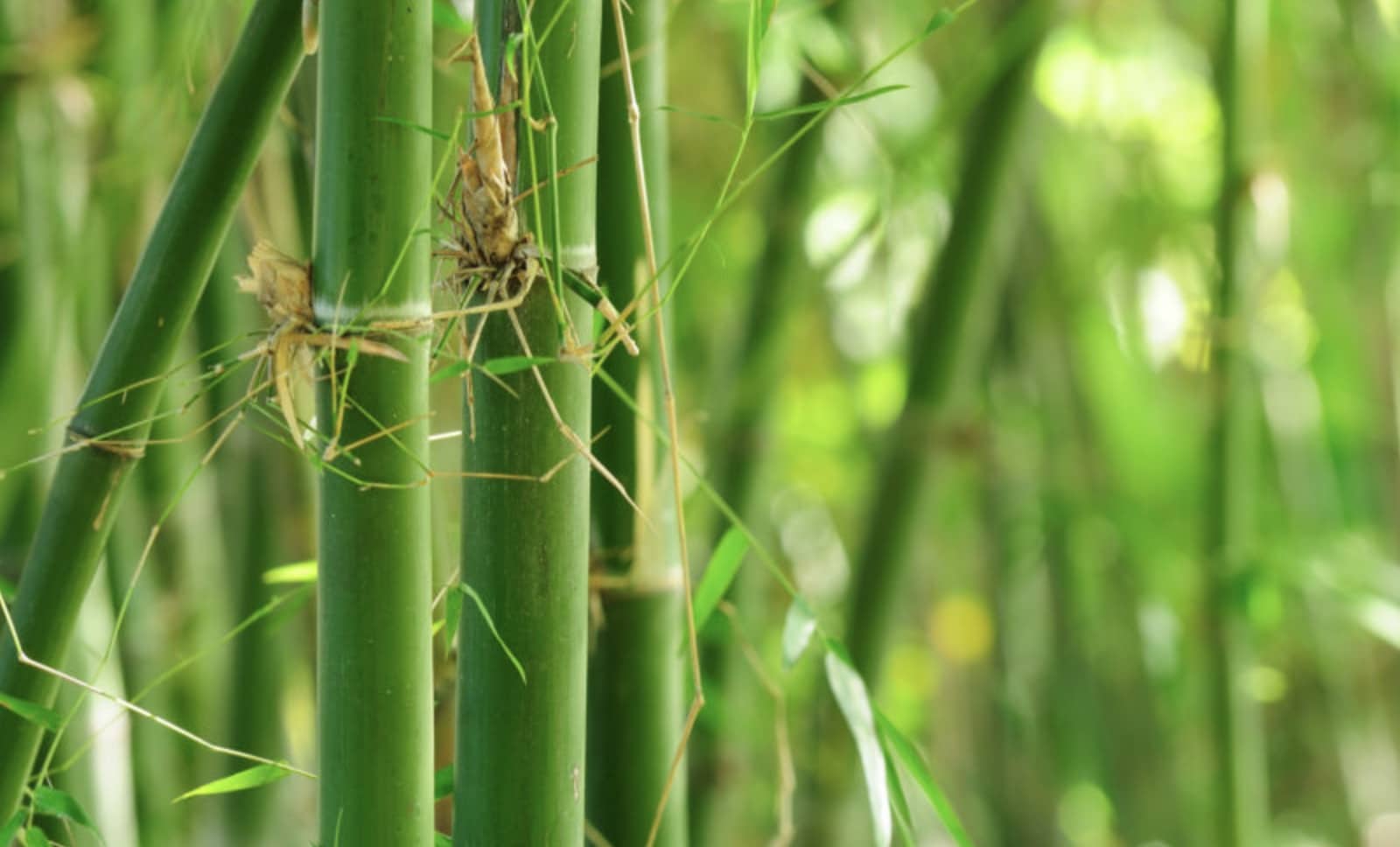 Bamboo is environmentally friendly