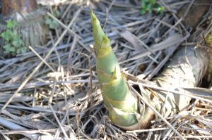 Bamboo is a familiar plant in human life.