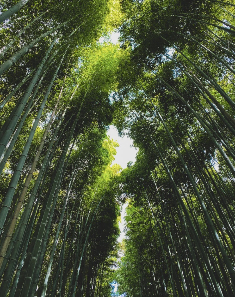 Bamboo plants can grow really fast.