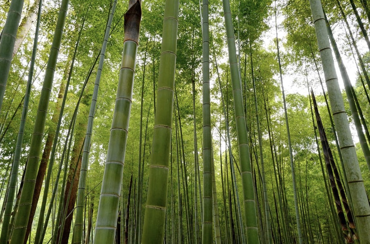 Bamboo is the fastest-growing plant.