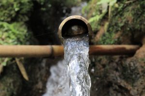 Do you think bamboo needs a great amount of water to survive?