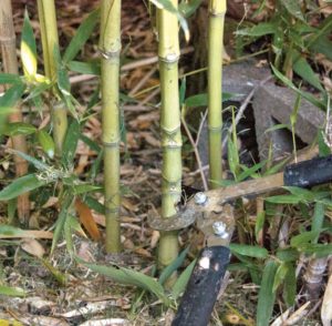 Don't forget to disinfect gardening scissors