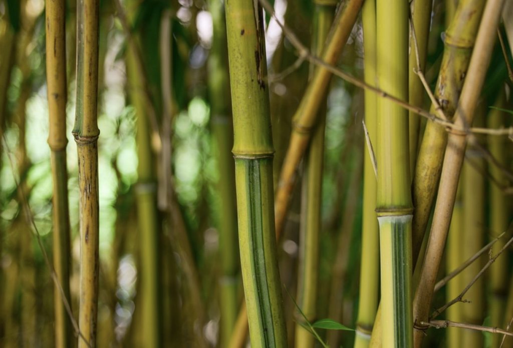 Bamboo needs sunlight to thrive.