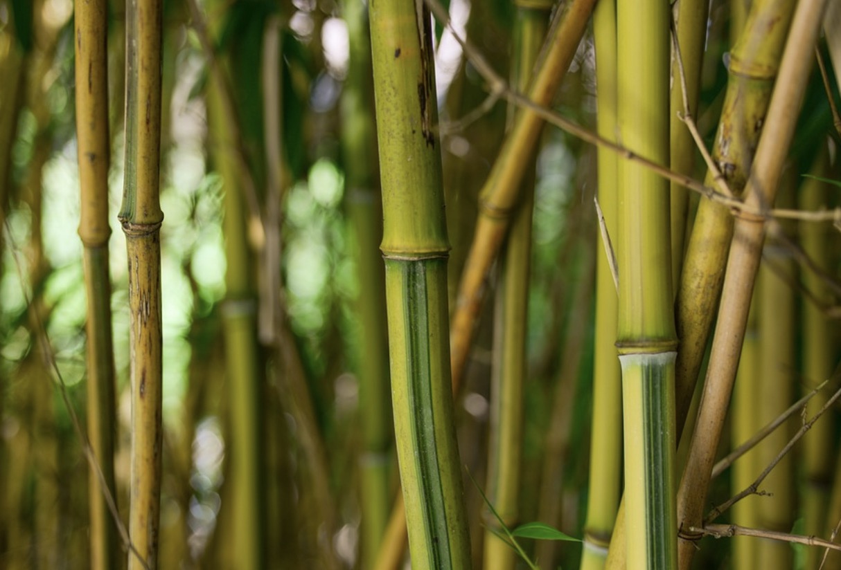 Bamboo needs sunlight to thrive.