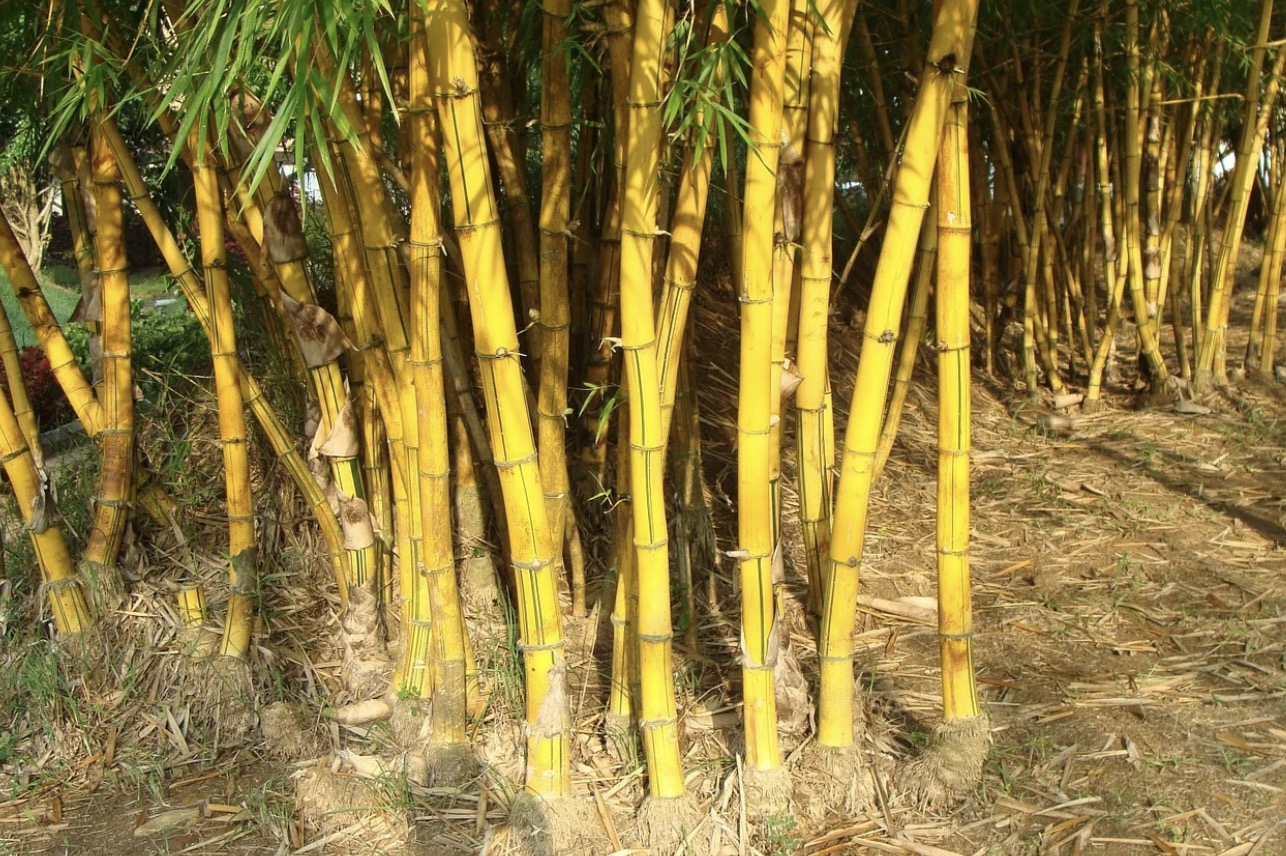 The golden bamboo.