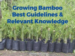 Growing Bamboo - Best Guidelines & Relevant Knowledge