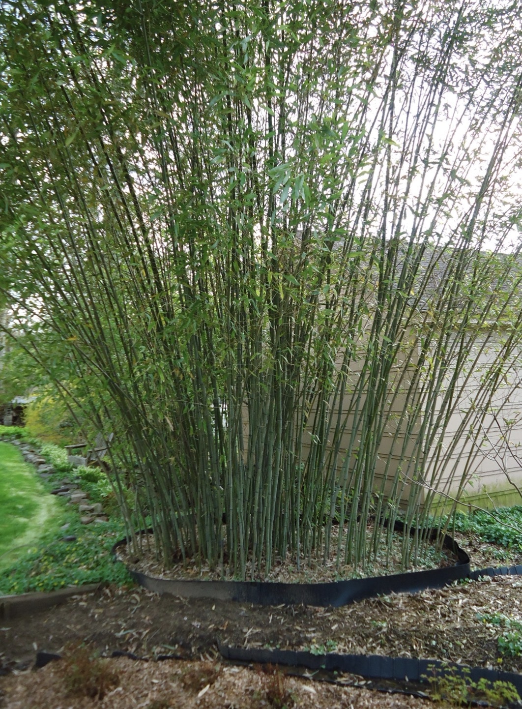 Growing bamboo in the backyard