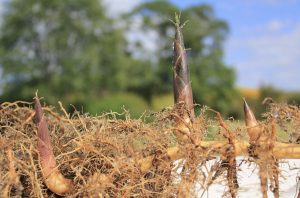 Propagating with rhizomes and roots