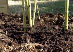 What Is Fertilizing Bamboo