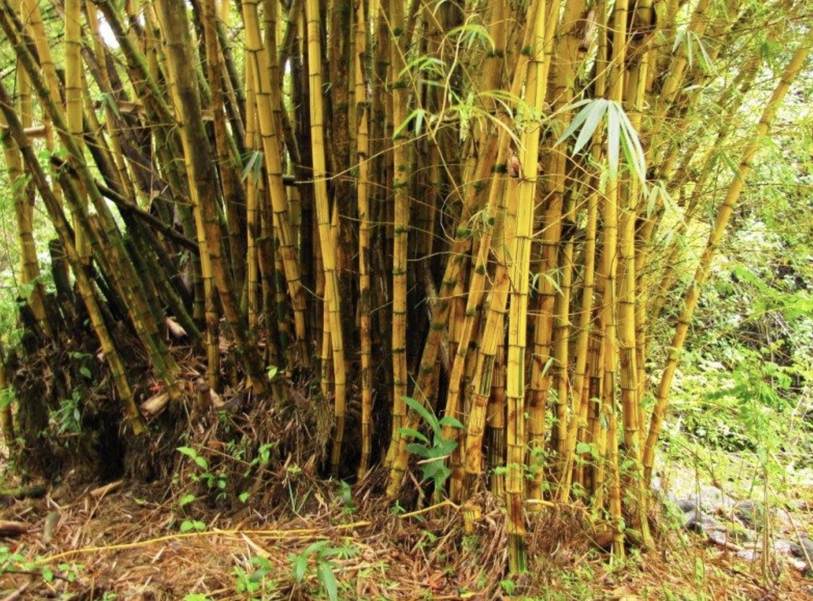 The running bamboo can run in unpredictable directions.