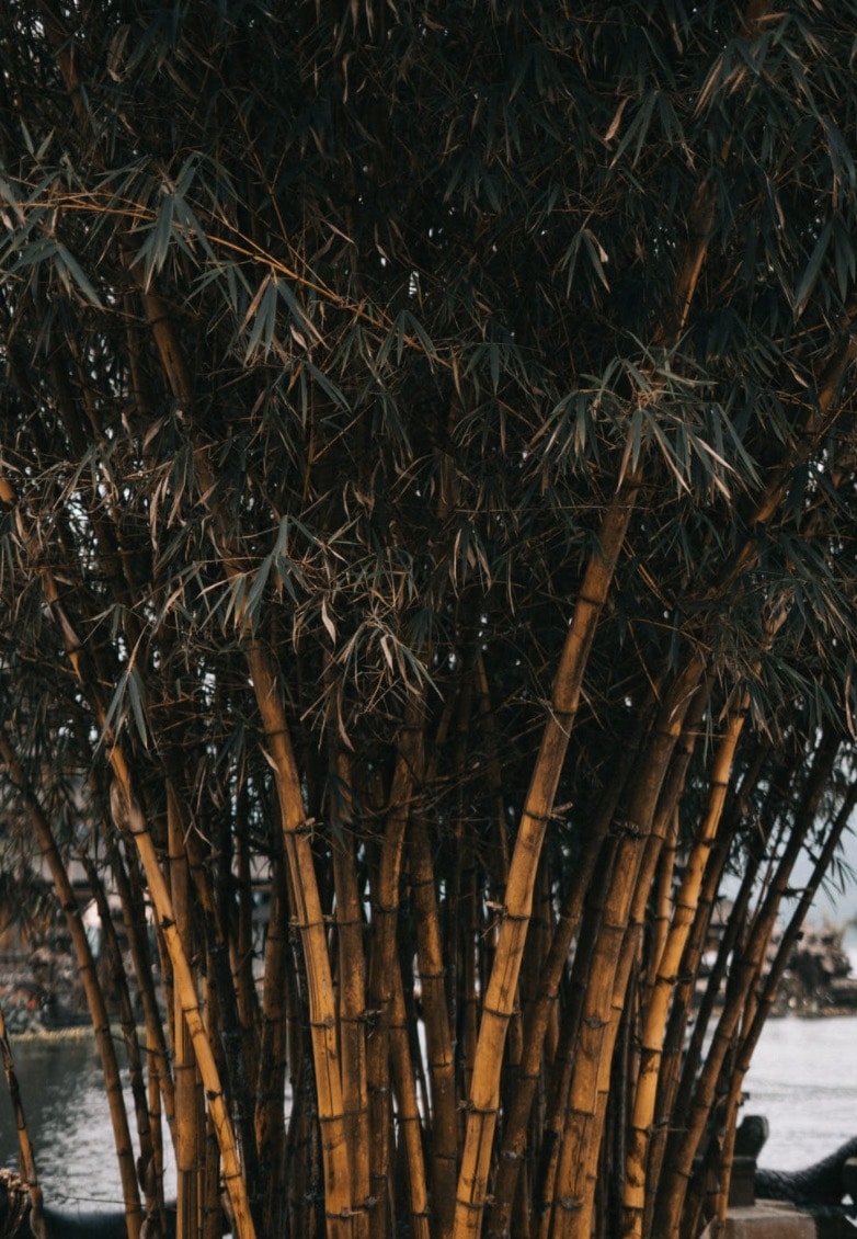The running bamboo