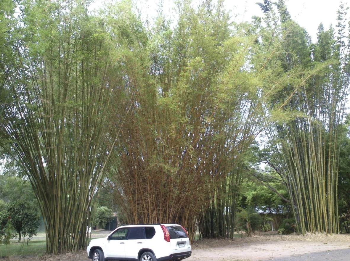 Giant clumping bamboo in the car park
