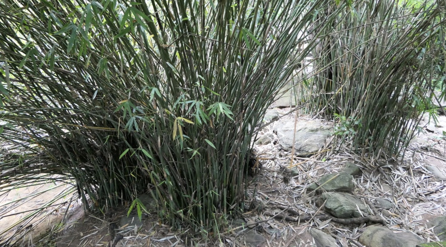 The clumping bamboo