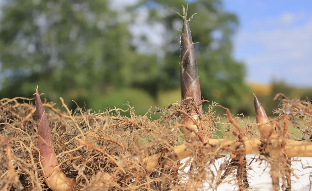 The running bamboo can run because of the rhizomes