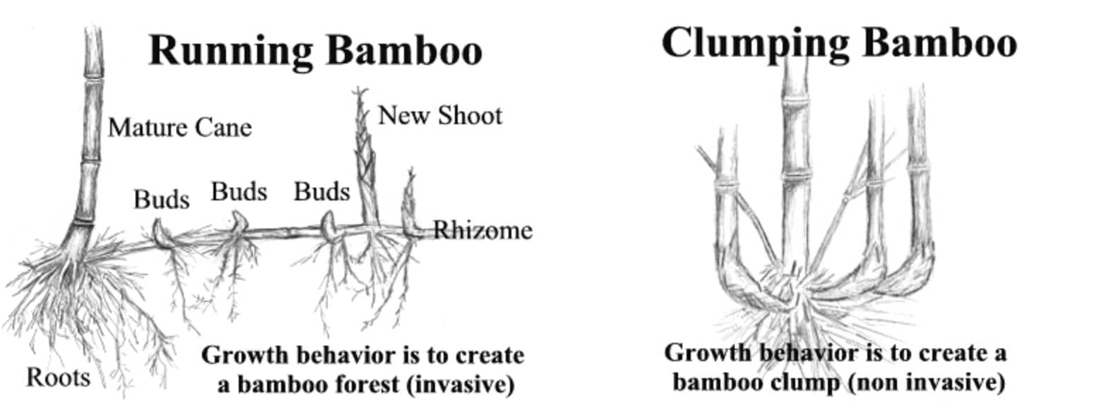 Running bamboo and clumping bamboo are the two main kinds of bamboo