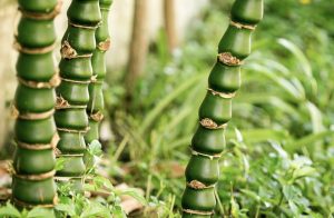 Buddha’s Belly (Bambusa Vulgaris)