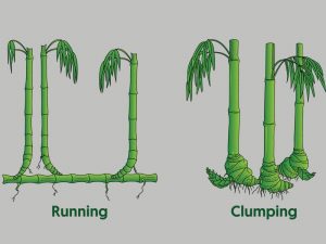 running bamboo vs clumping bamboo