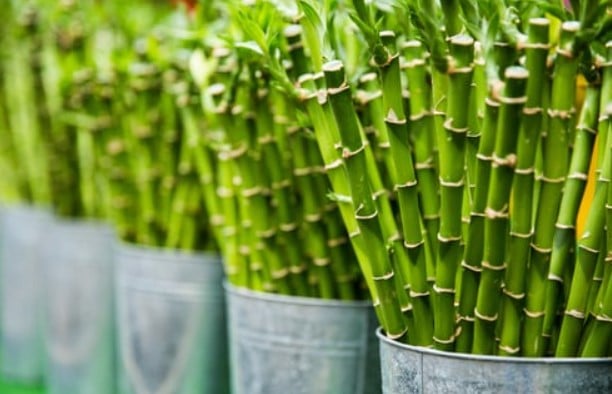 How To Propagate Clumping Bamboo